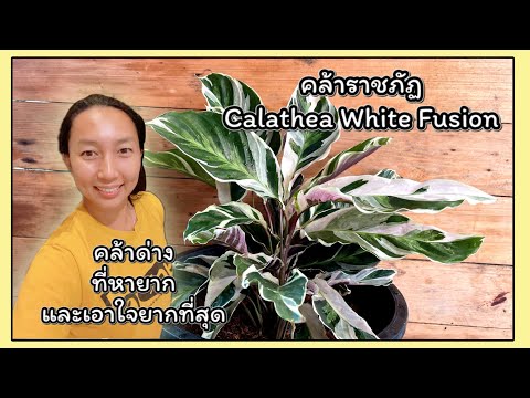 วีดีโอ: พันธุ์ Calathea: พืชในร่ม Calathea ประเภทต่างๆ