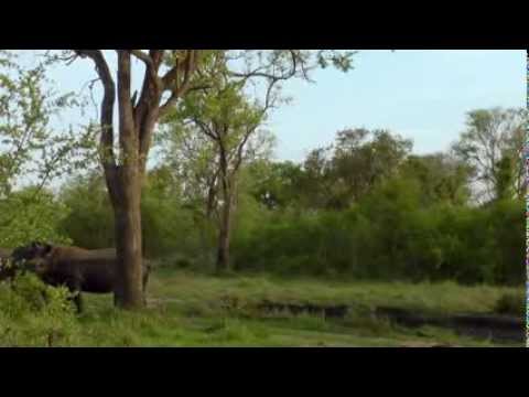 Дикая Южная Африка. Сафари / Wildlife South Africa: Safar (Doku)