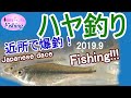 近所で爆釣！楽しいハヤ釣り　Japan Fishing!!!　＃ハヤ　＃タモロコ
