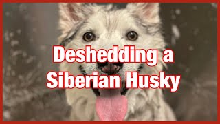 🐾Deshedding a Siberian Husky (part of the routine)/ Undercoat Removal 🐾