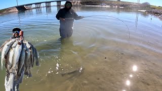Wade Fishing Packery Channel with LIVE Shrimp(Catch Clean and Cook)