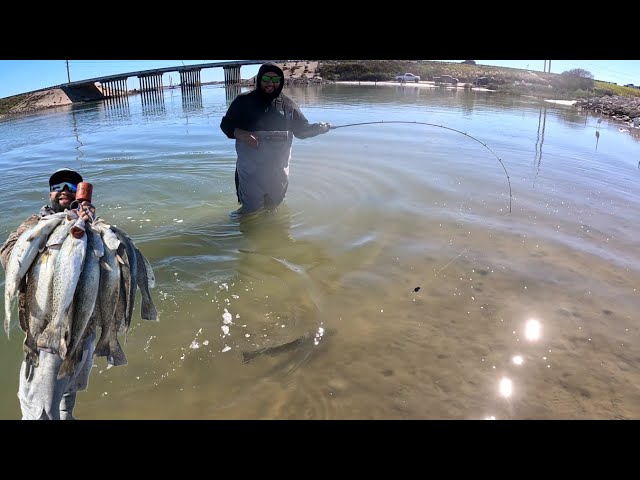 Wade Fishing Packery Channel with LIVE Shrimp(Catch Clean and Cook) 