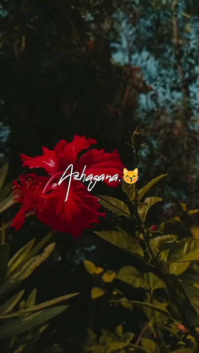 Adiye Thimiralagi/album song/love song/WhatsApp status/famous song/shorts/tamilsong