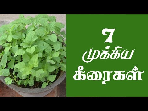 கீரை வகைகள் பயன்கள் - About Greens Benefits