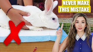 5 Things to AVOID if you have a PET RABBIT