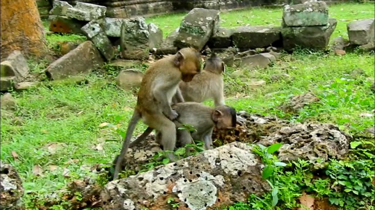 like a prayer Baby Monkey Are Small Why They Know How To Do This? They Are Smart