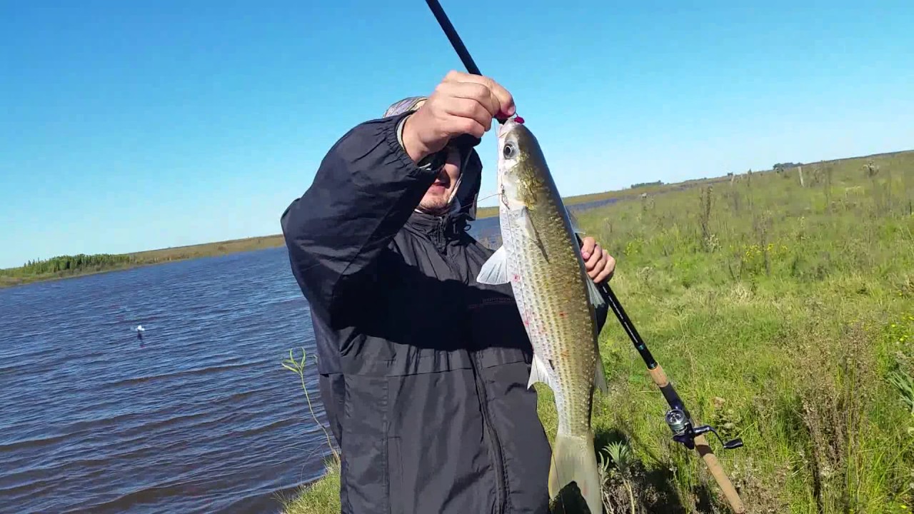 PESCA DE LISAS EN ARROYO CAMARON ABRIL 2017 camera iphone 8 plus apk