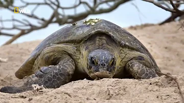 Dove si trova la barriera corallina rispetto all australia?