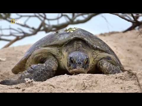 Video: Viaggio In Australia: Dalla Grande Barriera Corallina Alla Tasmania