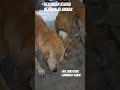 bezubaan kiSeva bejuban ki awaaz street dog animal prayagraj