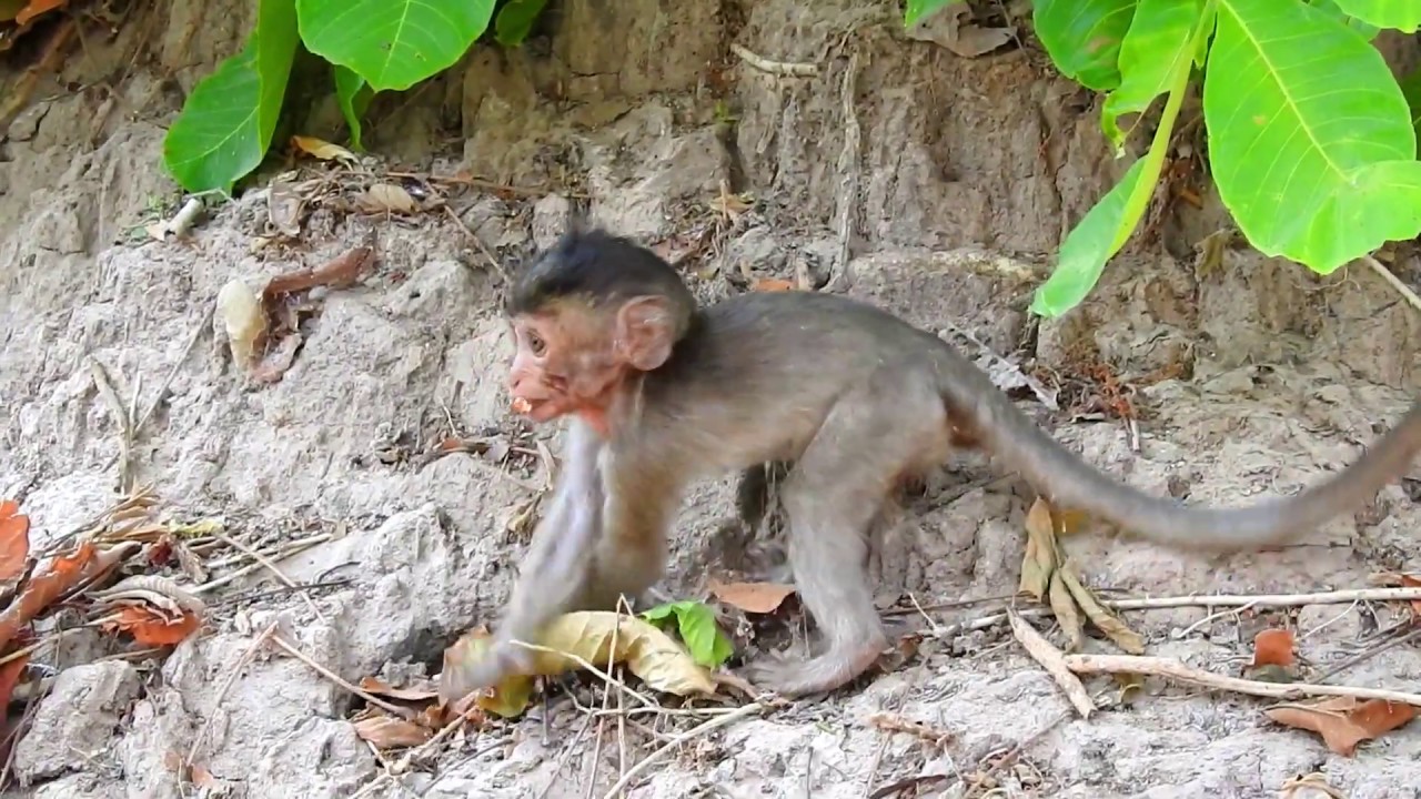 Alba Baby Monkey Super Hungry | Newborn Babies Monkey