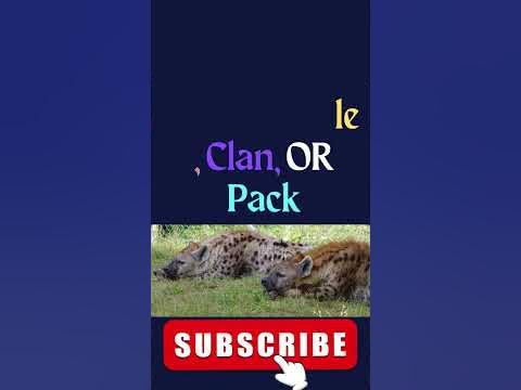What is a Group of Hyenas called? #shorts #youtubeshorts #shortsvideo