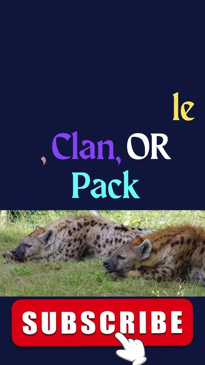 What is a Group of Hyenas called? #shorts #youtubeshorts #shortsvideo