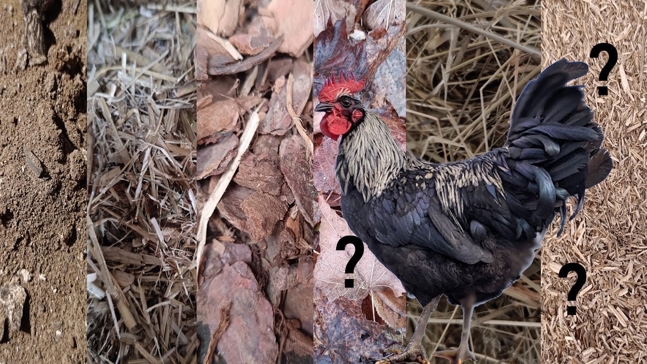 Welche Einstreu für den Hühnerstall? | Alles zum Thema Hühnerhaltung