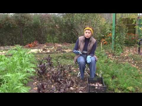 Уборка и хранение столовой свеклы