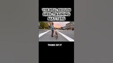 ⚠️ The REAL Reason Heel Training Matters  #dogtraining