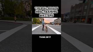 ⚠️ The REAL Reason Heel Training Matters  #dogtraining