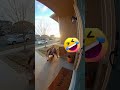 Porch Pirate picked the wrong house... #shorts #viral #funny #fail #karma #fyp #subscribe