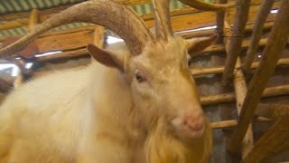 Smart Farm - Dairy Goat Farming