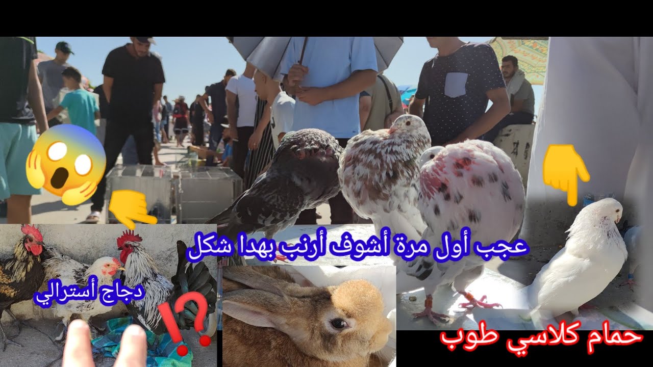 سوق طنجة💪لي بعد😱الغفلة🚨بأتمنة الدجاج🐔 والحمام🐦بتمن جد مناسب ورائع جولة🥷 معانا في سوق طنجة كاسبرطة🦚#