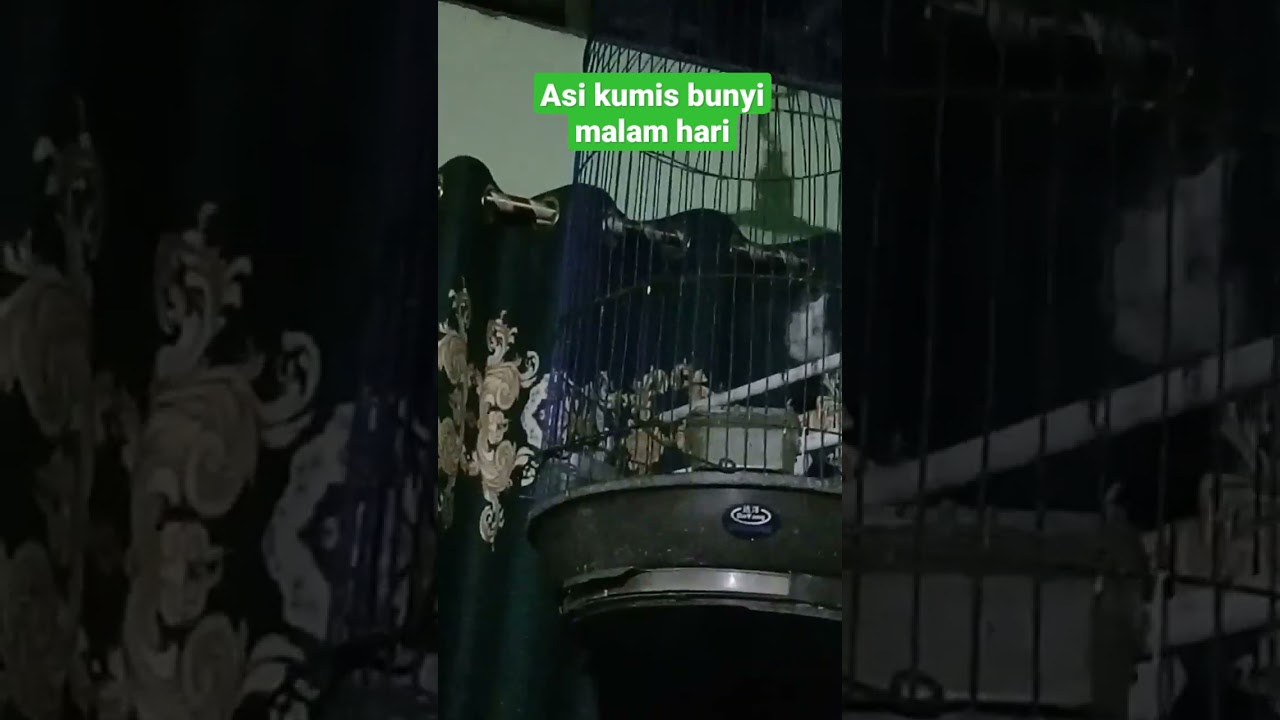 burung asi kumis belajar nembak 