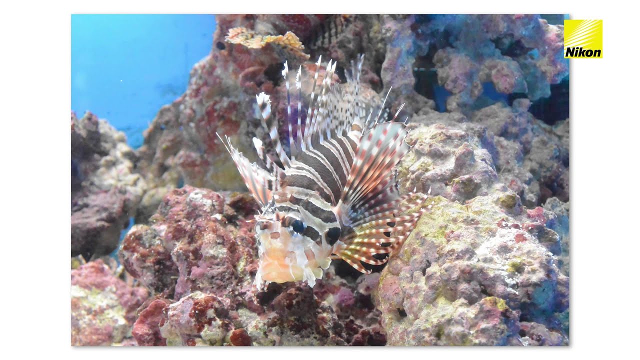 Advanced photography Taking sharp shots in an aquarium (Nikon 1 tips