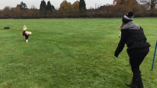 Behaviour Grade 2 - Retrieve to hand practice