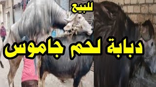 عجل لحم جاموس قايم وعجلة عشر للبيع العنوان البحيرة 01127903013