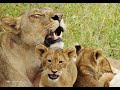 Lion Babys