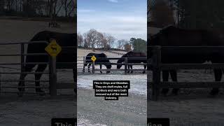 Onyx crying sad mule tears because Obsidian is grumpy in the morning and doesn’ #benandholly