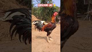 Download Lagu kodi pacha khaki MP3