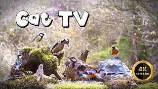 Cat TV for Cats to Watch 🐈 - SPRING MEETING -🐦‍⬛(4K) by Birdies Buddies 4,182 views 3 weeks ago 10 hours, 18 minutes
