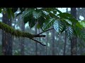 Deep Forest Rain Sounds for Sleeping Instantly 🌧️ Pure Nature Ambience, No Noise, No Music