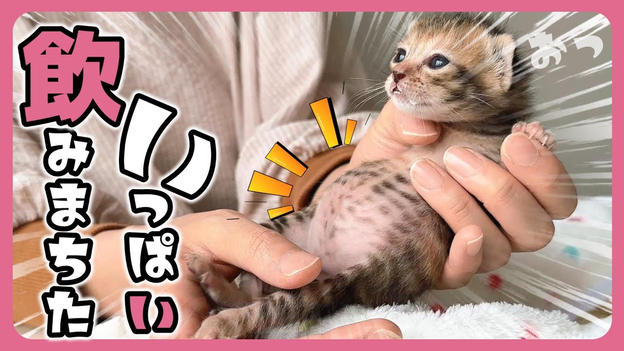 ポンポコリーン」子猫がミルクを飲むとこうなります ミルク後のうつろ
