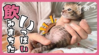 「ポンポコリーン」子猫がミルクを飲むとこうなります ミルク後のうつろな目もかわいすぎる【保護猫生活13日目】