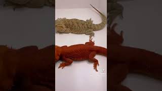 Baby dragons for sale!