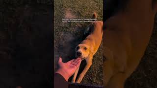 Unconditional Love from the stray Dogs #shorts #straydogs