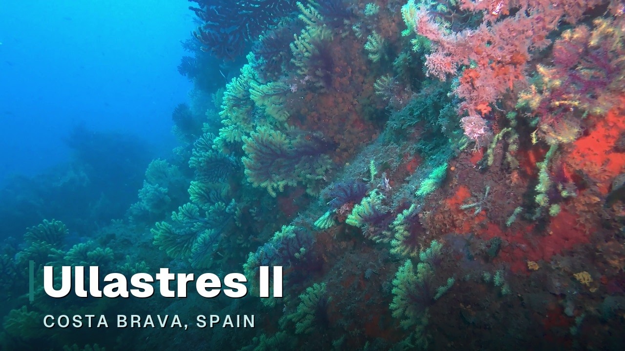 Dive #343 — Ullastres II