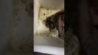 Drain Clean in Middletown NJ