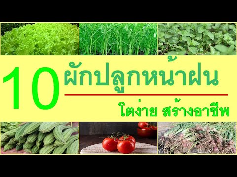 วีดีโอ: เมื่อเริ่มหว่านแครอทในฤดูใบไม้ผลิ? ปฏิทินการปลูกและหว่านเมล็ดสำหรับชาวสวน