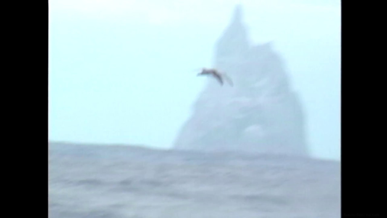 カワリシロハラミズナギドリ（1）中間型（オーストラリアのロード・ハウ島） - Kermadec Petrel - Wild Bird - 野鳥