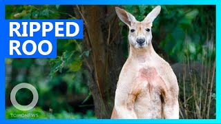 Muscular kangaroo attacking people Down Under - TomoNews screenshot 4