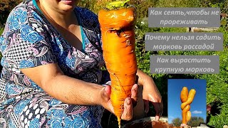 Как вырастить крупную морковь