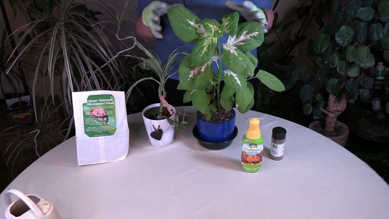 freund plant ohne mich Banane 