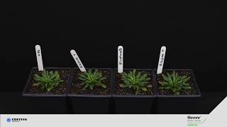 Elevore Herbicide. Burndown Better. Corteva Agriscience Canada