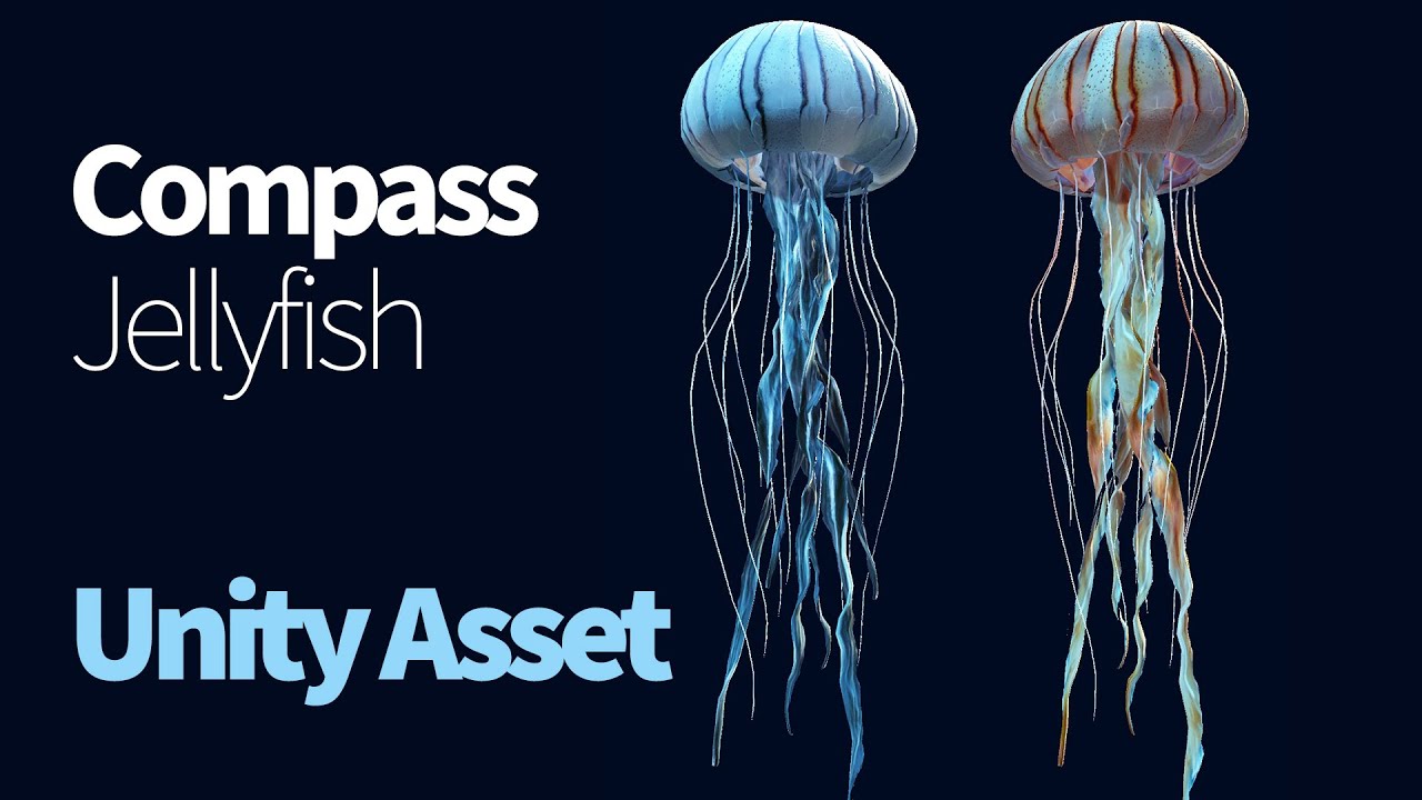 Compass Jellyfish (3D Asset) YouTube
