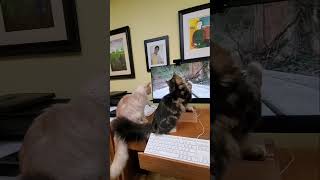 Maine Coon Hunts YouTube by Maine Coon Adventures 10 views 2 years ago 1 minute, 1 second