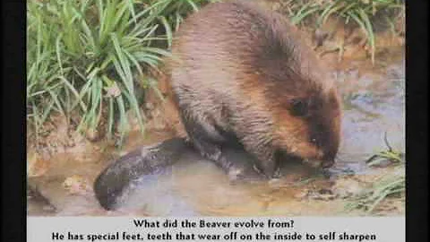 Dr. Kent Hovind - Part8 - More Reasons Why Evolution is Stupid