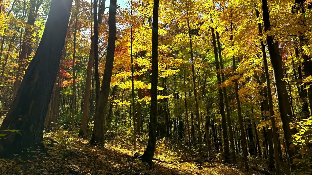 Tracy Ridge Trail System - Allegheny National Forest, PA