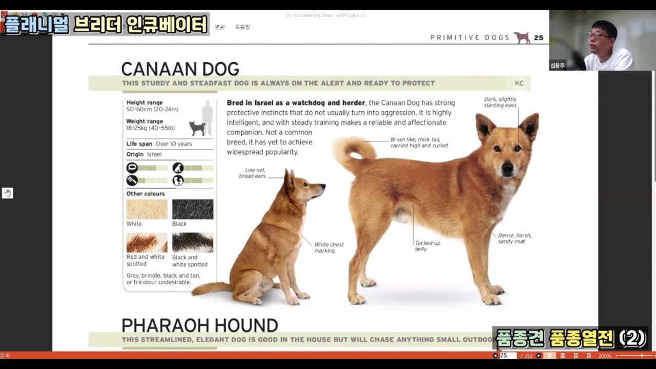 케이넌 도그 (Canaan Dog) / 파라오 하운드 (Pharaoh Hound) : 품종견 품종열전 (2) [플래니멀 브리더 인큐베이터]